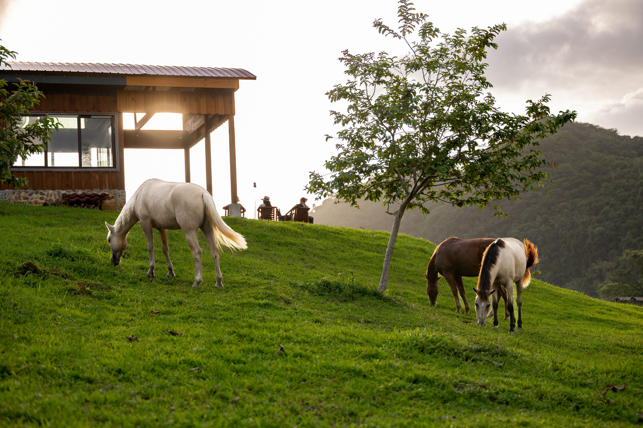 Three Horses in The Meadow at The Stables at Sleeping Giant