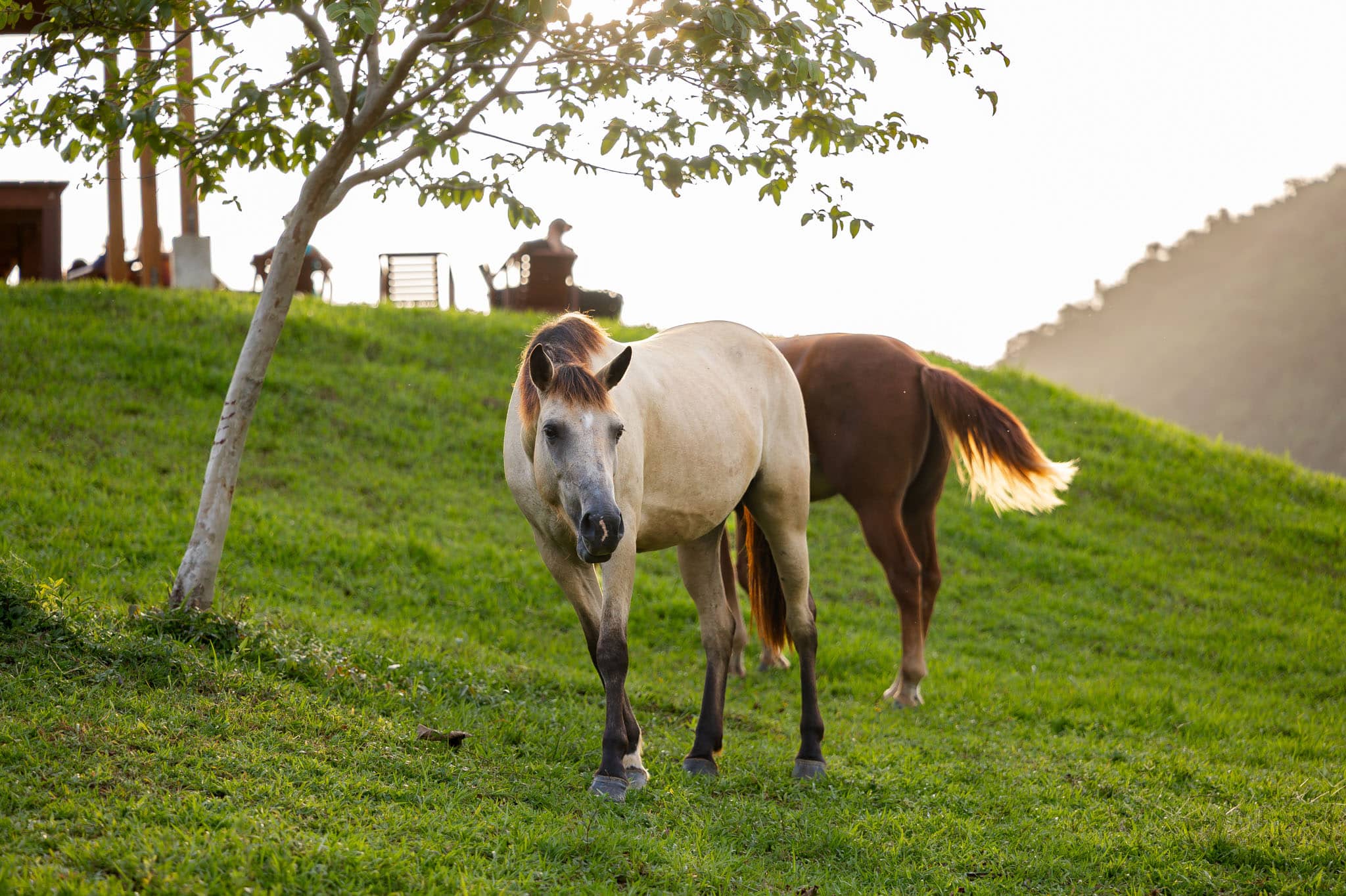 Horses Grazing with Mountains in The Background at The Women's Horse Camp at The Stables at Sleeping Giant