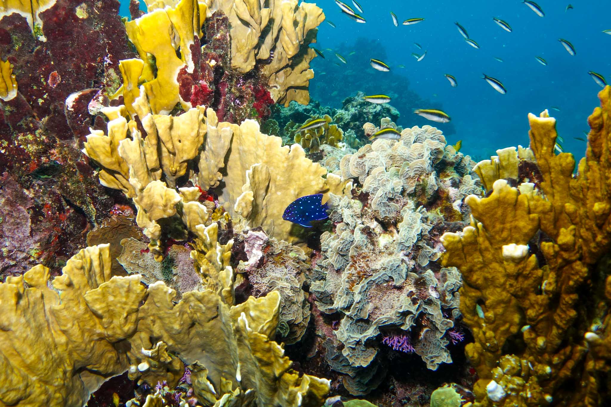 Snorkeling-56-2