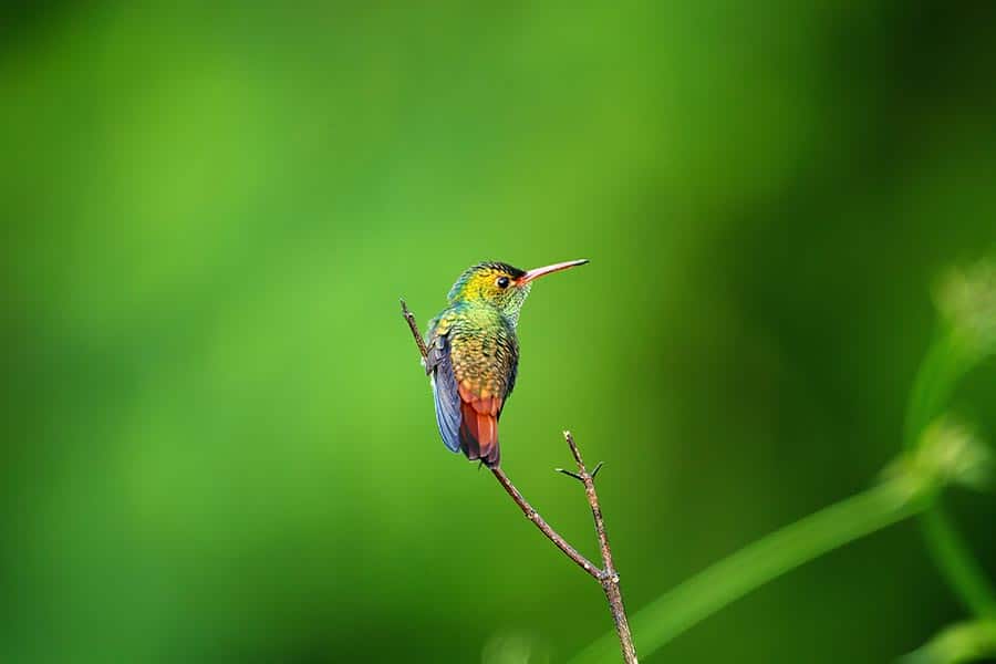 aguacatebirding1
