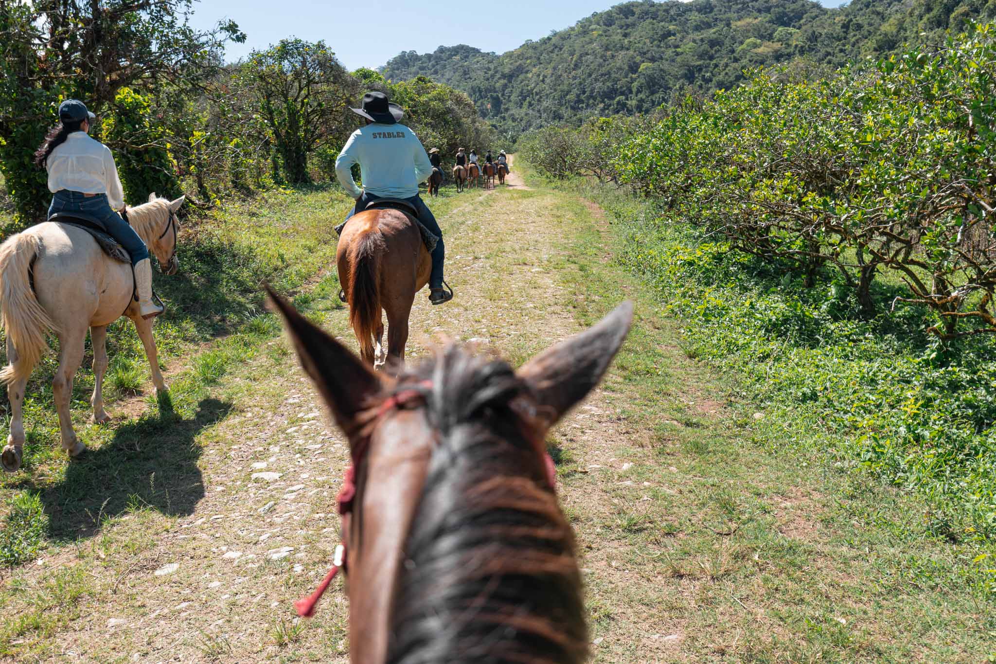 First-person view of a horseback riding tour on a jungle trail at Sleeping Giant Rainforest Lodge.